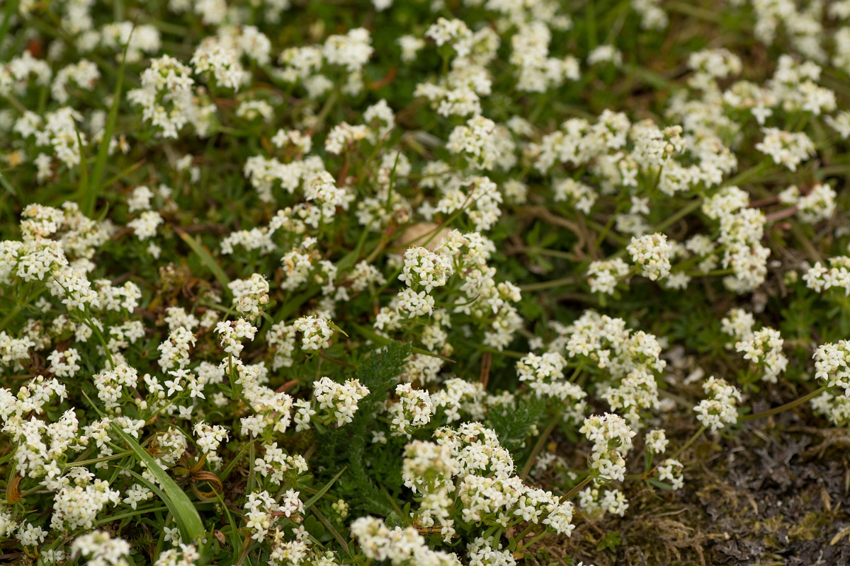 David Plant Photography - Wildlife Photography - Heath bedstraw - B.jpg - Heath bedstraw - Ayrshire