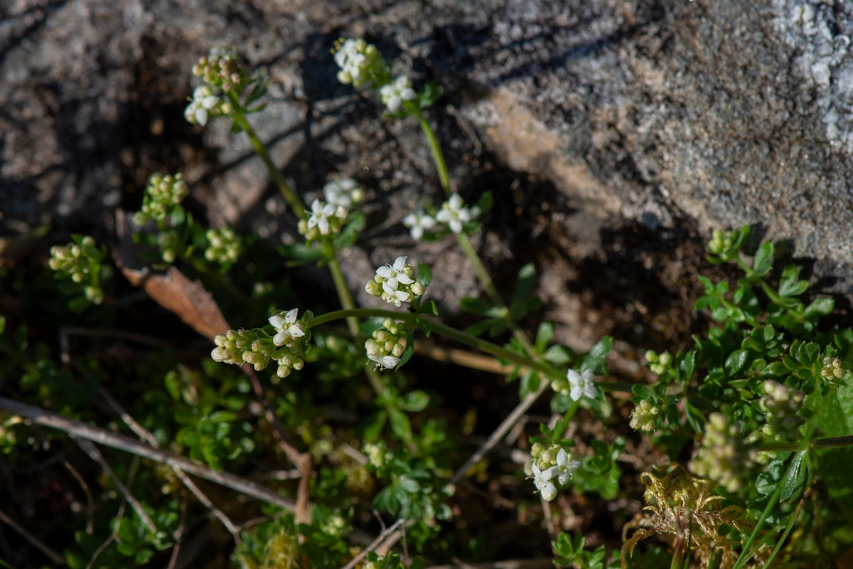 David Plant Photography - Wildlife Photography - Heath bedstraw - C.JPG - Heath bedstraw - Argyll