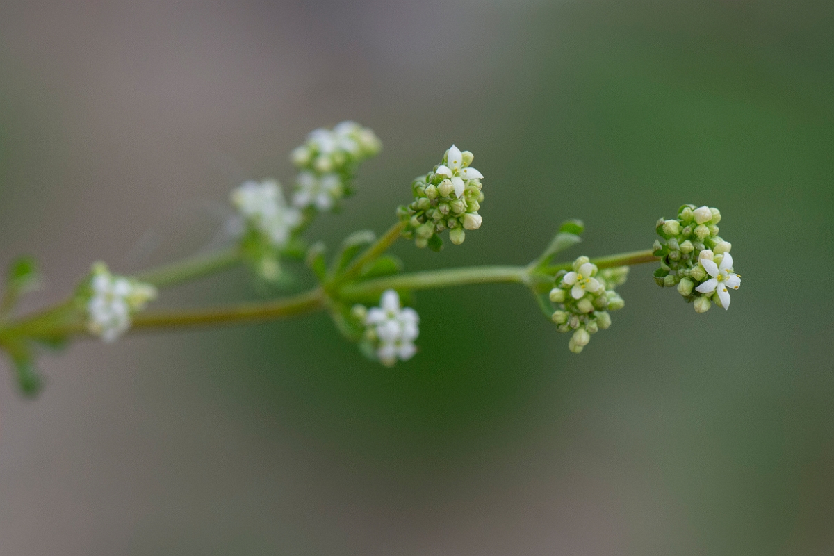 David Plant Photography - Wildlife Photography - Heath bedstraw - D.JPG - Heath bedstraw - Norfolk