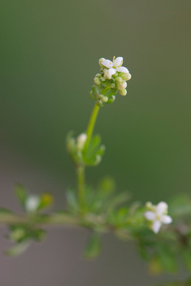 David Plant Photography - Wildlife Photography - Heath bedstraw - E.JPG - Heath bedstraw - Norfolk