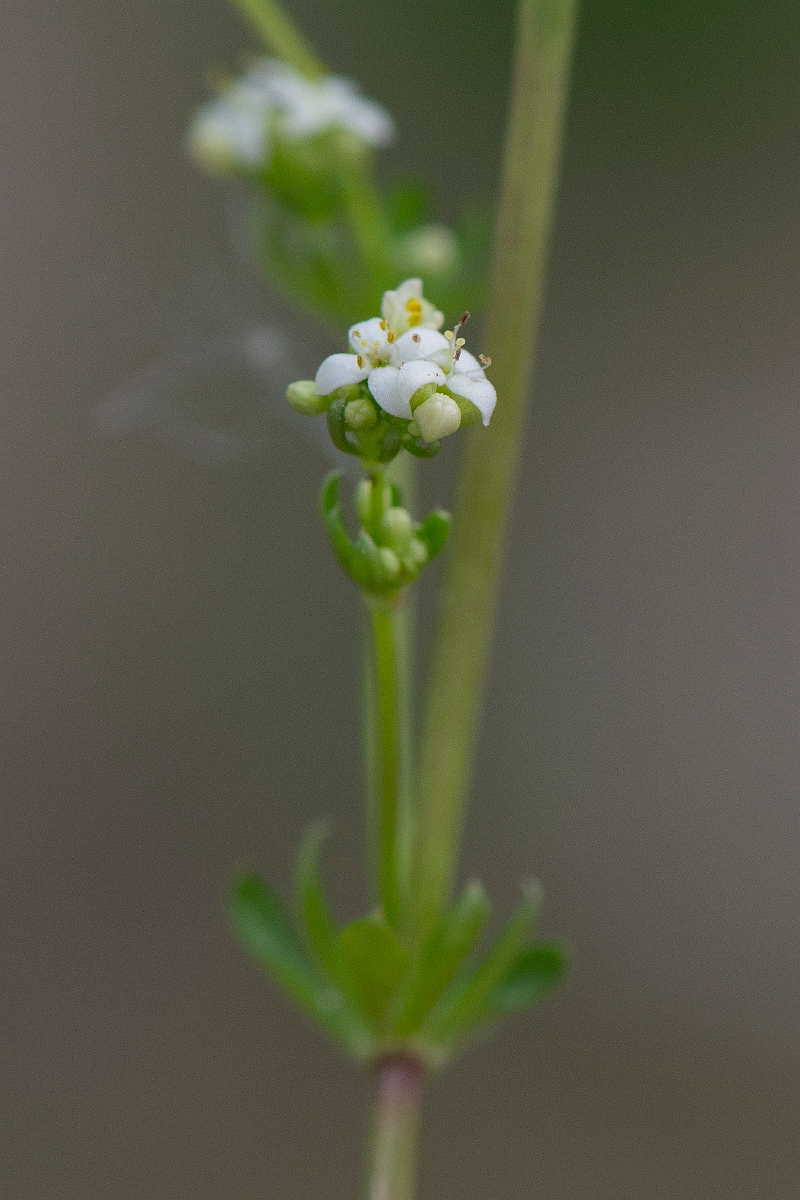 David Plant Photography - Wildlife Photography - Heath bedstraw - F.JPG - Heath bedstraw - Norfolk