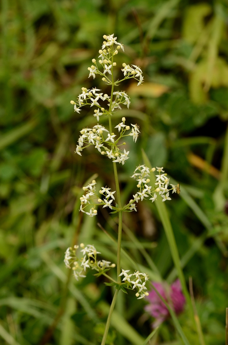 David Plant Photography - Wildlife Photography - Hedge bedstraw - B.jpg - Hedge bedstraw - Bedfordshire