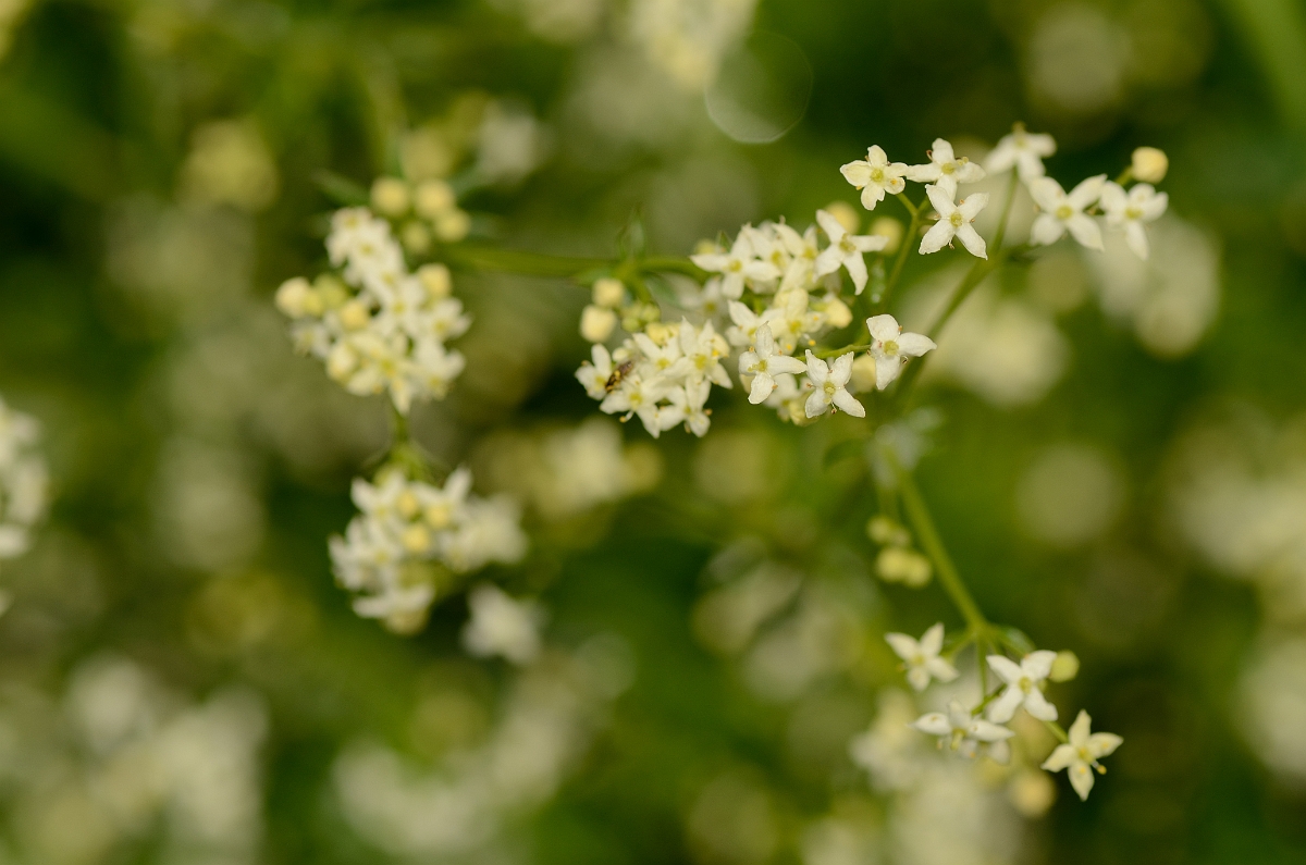 David Plant Photography - Wildlife Photography - Hedge bedstraw - C.jpg - Hedge bedstraw flowers - Bedfordshire