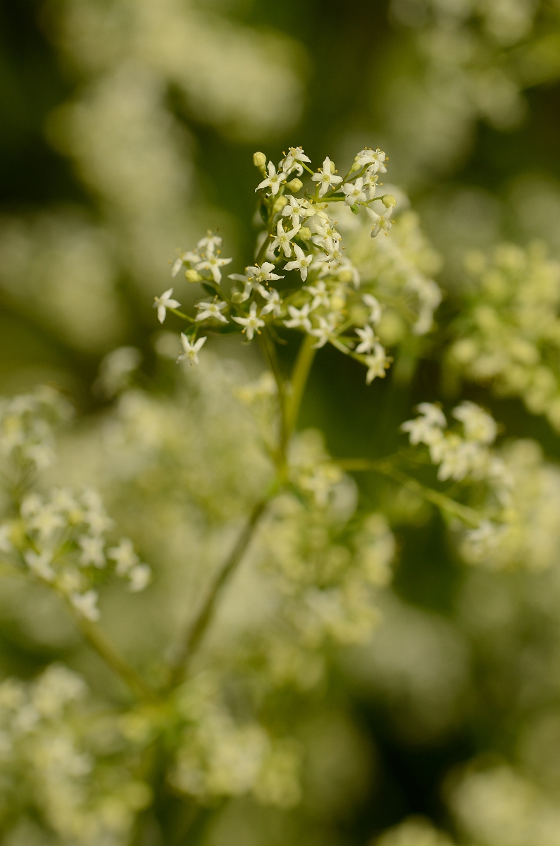 David Plant Photography - Wildlife Photography - Hedge bedstraw - D.jpg - Hedge bedstraw - Cotswolds