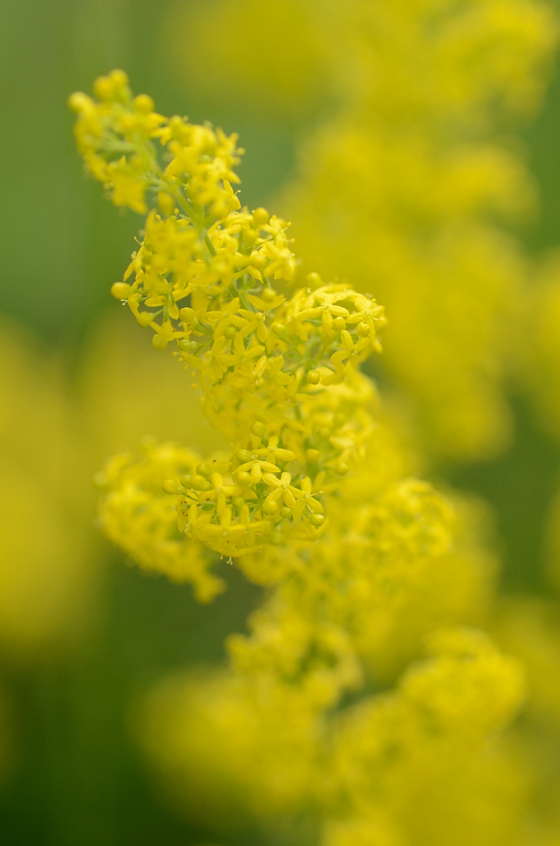 David Plant Photography - Wildlife Photography - Ladys bedstraw - A.jpg - Lady's bedstraw - Bedfordshire