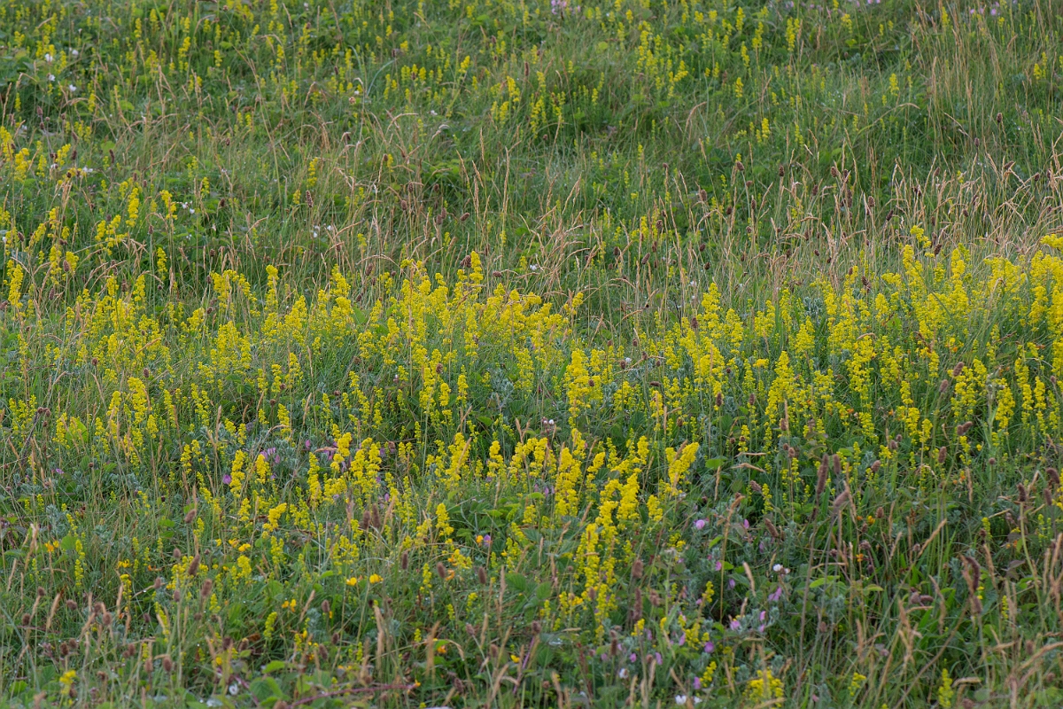 David Plant Photography - Wildlife Photography - Ladys bedstraw - C.JPG - Lady's bedstraw - Bridgend