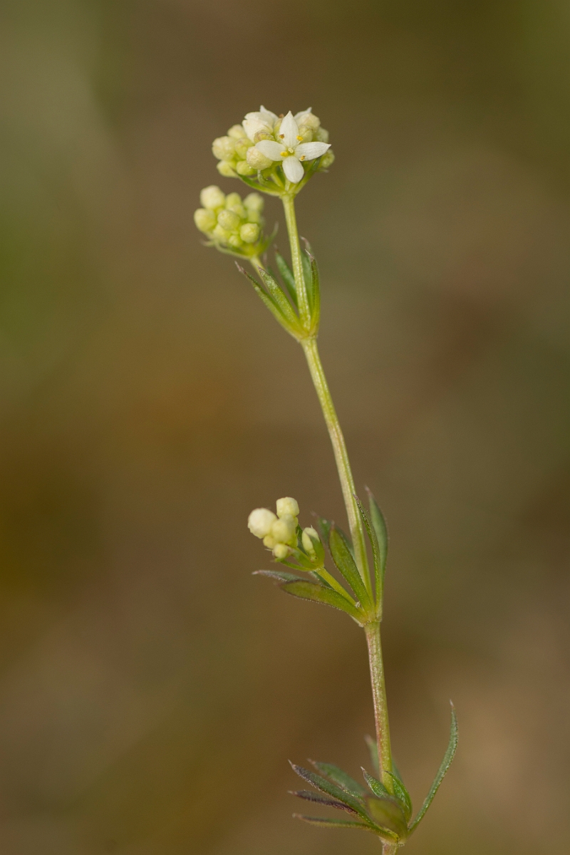 David Plant Photography - Wildlife Photography - Limestone bedstraw - A.jpg - Limestone bedstraw, flower - County Durham