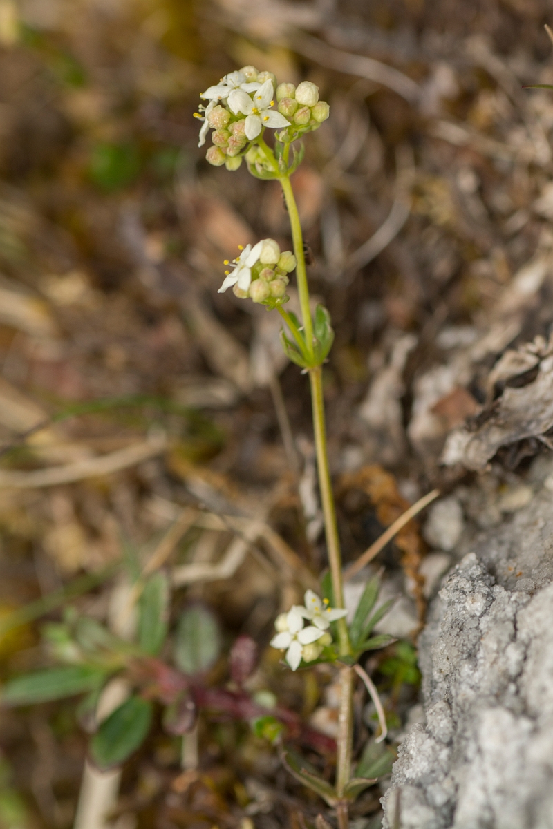 David Plant Photography - Wildlife Photography - Limestone bedstraw - B.jpg - Limestone bedstraw, flower - County Durham