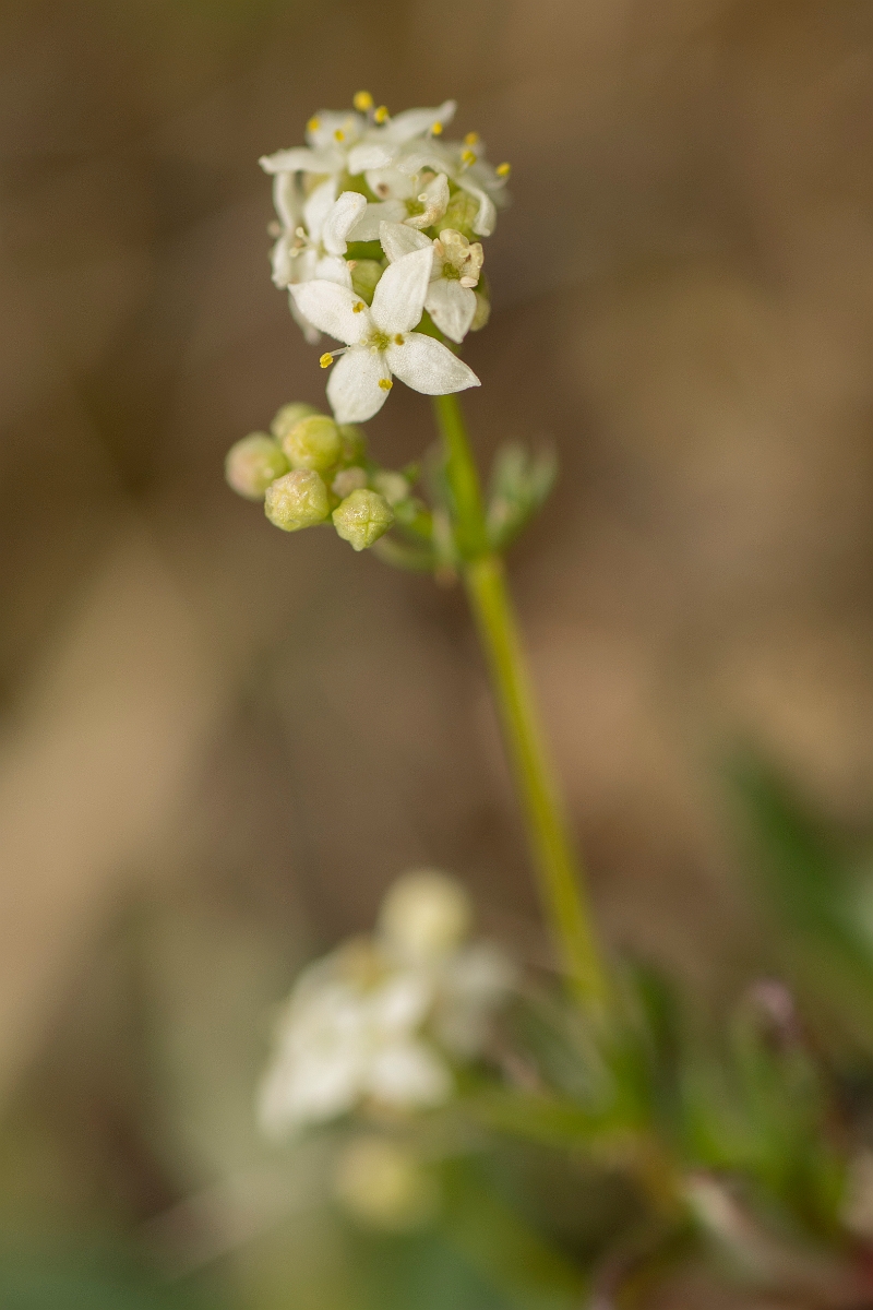 David Plant Photography - Wildlife Photography - Limestone bedstraw - C.jpg - Limestone bedstraw, flower - County Durham