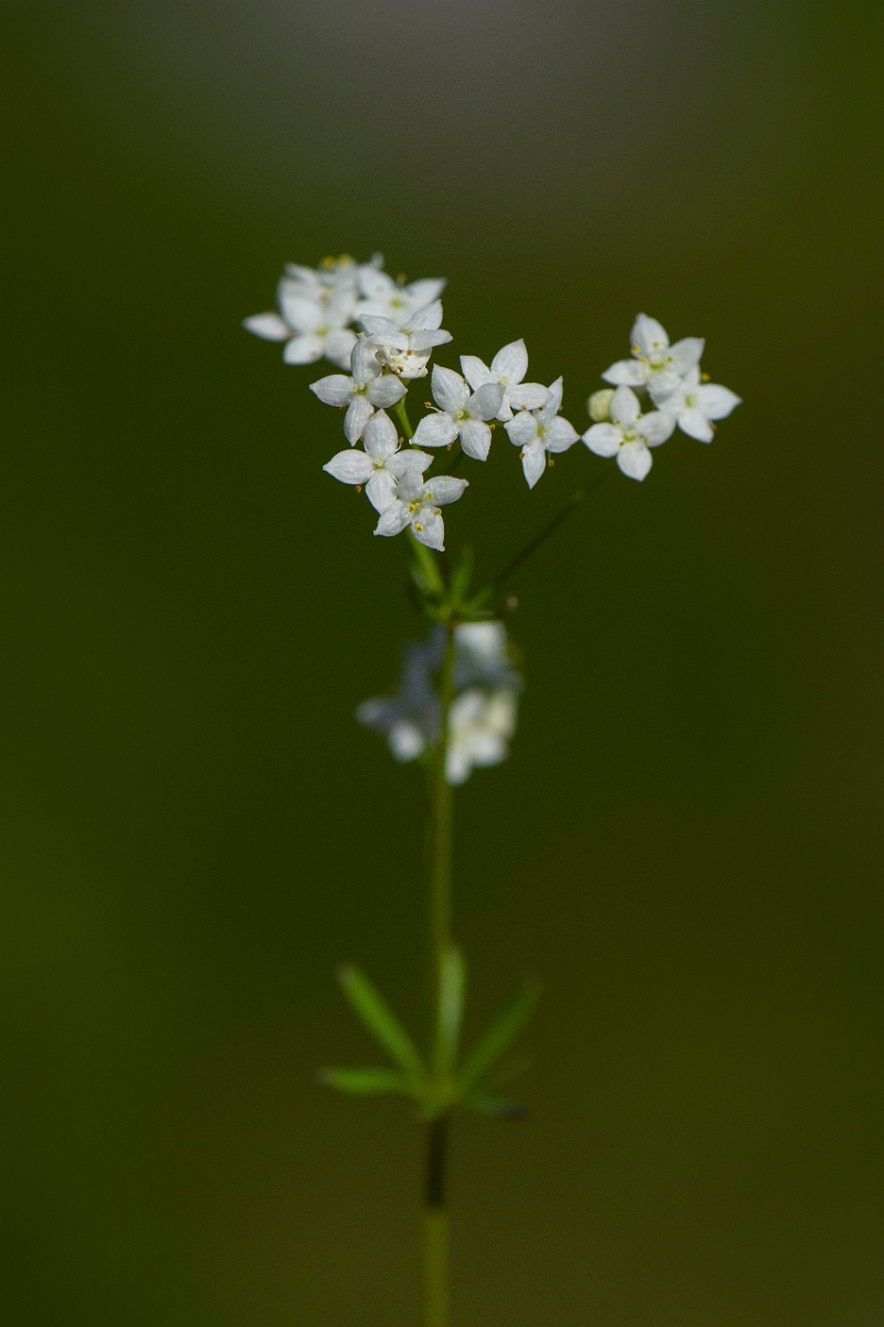 David Plant Photography - Wildlife Photography - Limestone bedstraw - F.JPG - Limestone bedstraw - Perthshire