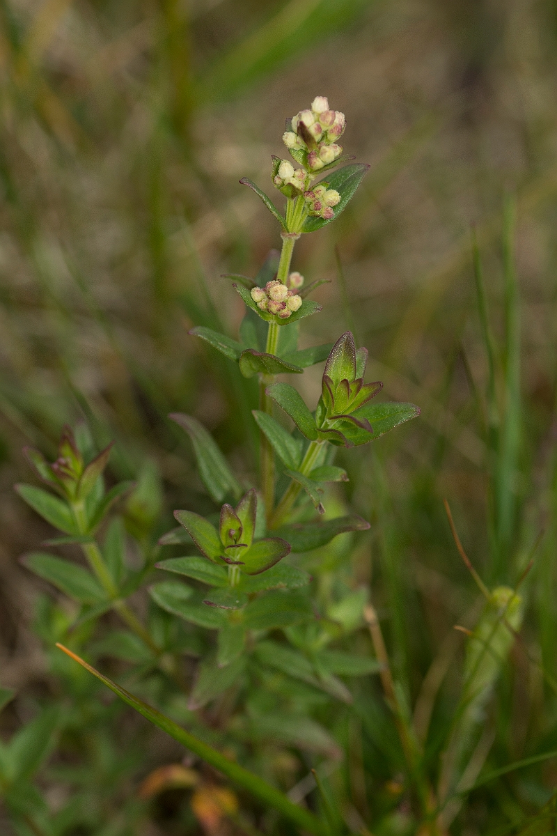 David Plant Photography - Wildlife Photography - Northern bedstraw - A.jpg - Northern bedstraw - County Durham
