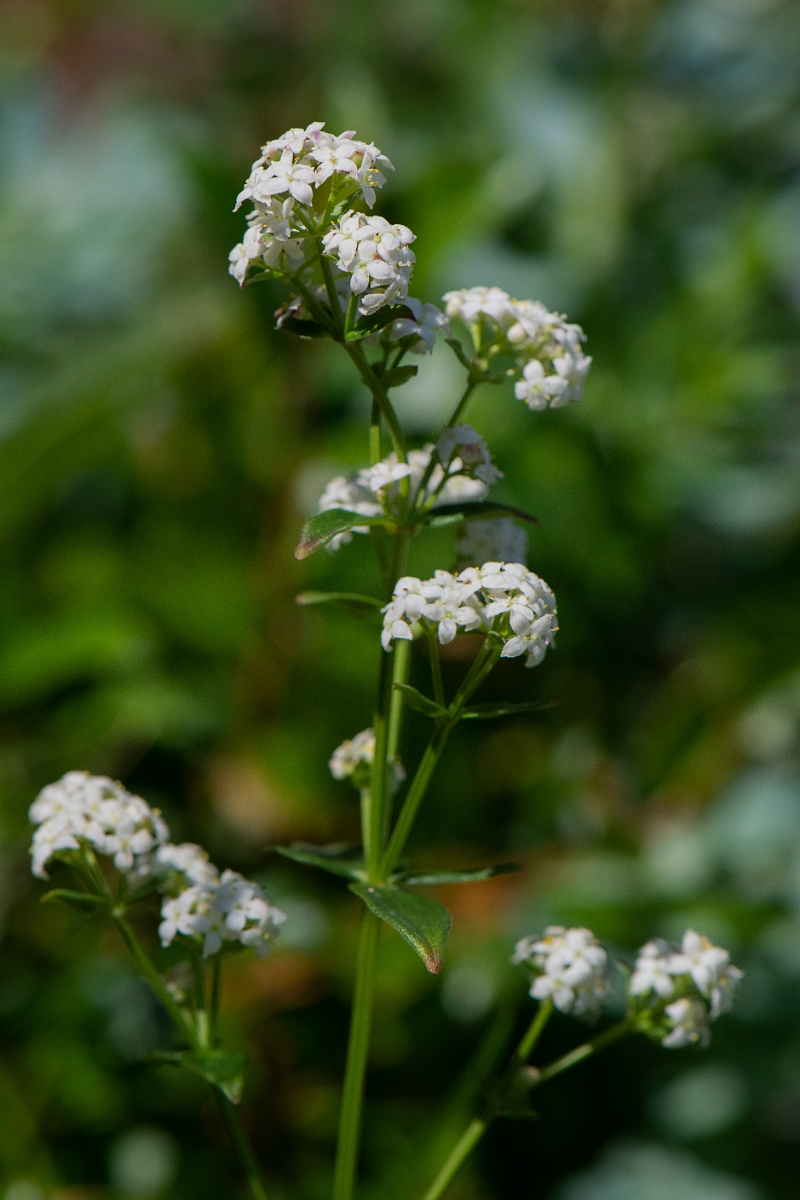 David Plant Photography - Wildlife Photography - Northern bedstraw - B.JPG - Northern bedstraw - Perthshire