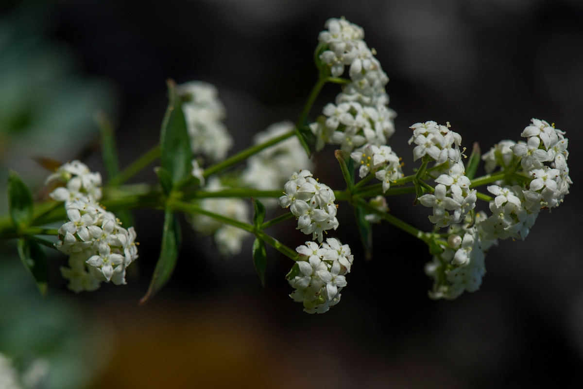 David Plant Photography - Wildlife Photography - Northern bedstraw - C.JPG - Northern bedstraw - Perthshire