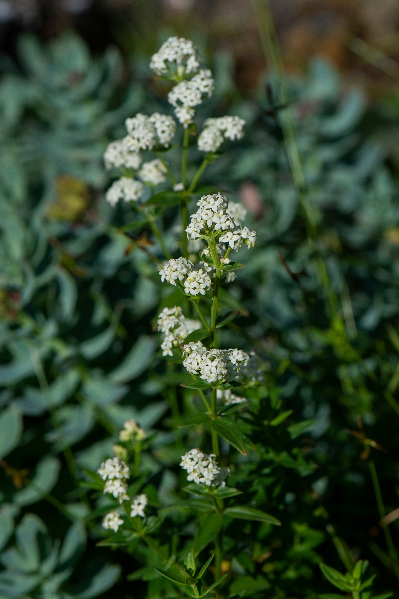 David Plant Photography - Wildlife Photography - Northern bedstraw - D.JPG - Northern bedstraw - Perthshire
