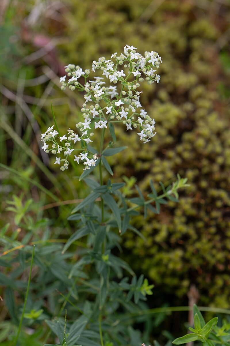 David Plant Photography - Wildlife Photography - Northern bedstraw - F.jpg - Northern bedstraw - Perthshire