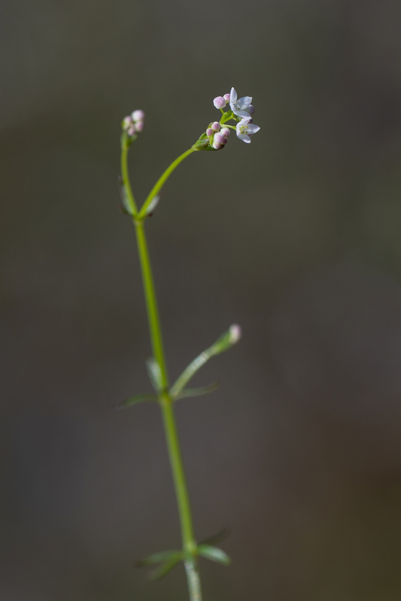 David Plant Photography - Wildlife Photography - Slender marsh bedstraw - B.jpg - Slender marsh-bedstraw - Hampshire