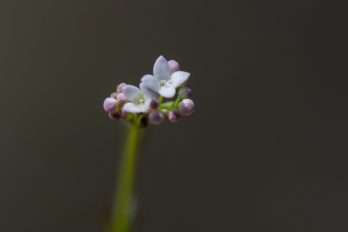 David Plant Photography - Wildlife Photography - Slender marsh bedstraw - C.jpg - Slender marsh-bedstraw - Hampshire