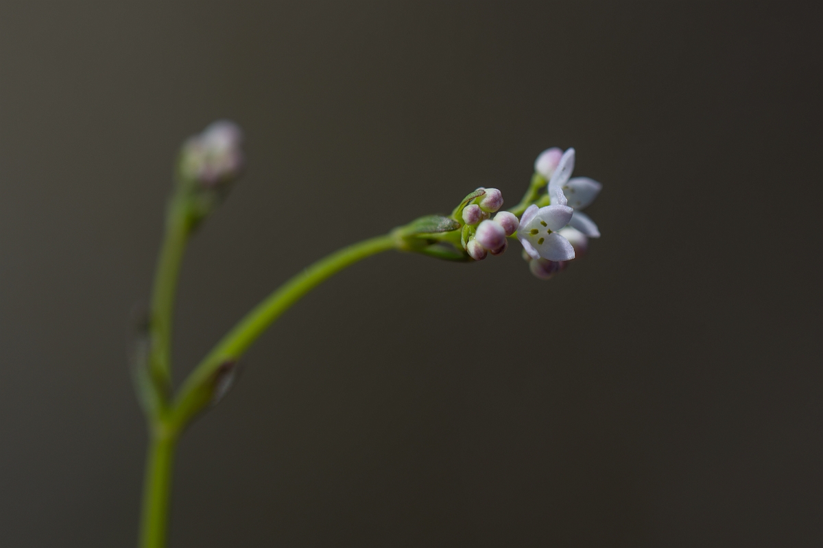 David Plant Photography - Wildlife Photography - Slender marsh bedstraw - D.jpg - Slender marsh-bedstraw - Hampshire