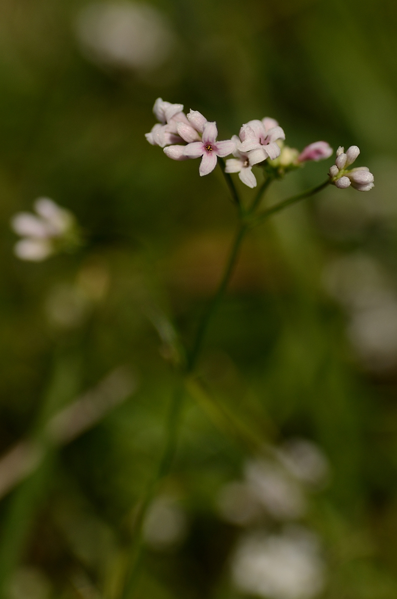 David Plant Photography - Wildlife Photography - Squinancywort - A.jpg - Squinancywort - Bedfordshire
