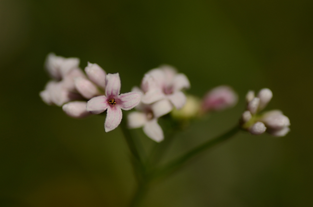 David Plant Photography - Wildlife Photography - Squinancywort - B.jpg - Squinancywort flowers - Bedfordshire