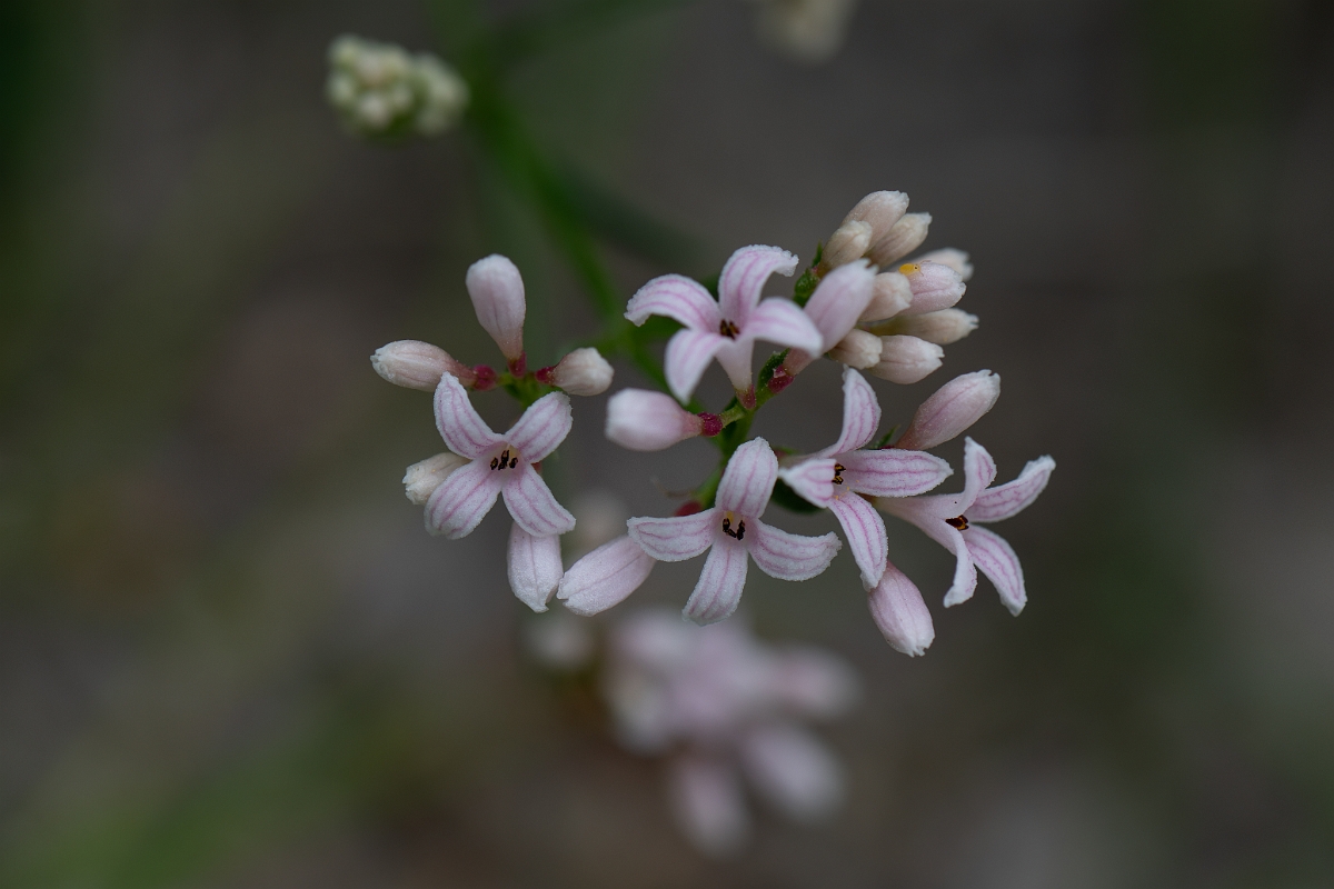 David Plant Photography - Wildlife Photography - Squinancywort - C.jpg - Squinancywort - Bedfordshire