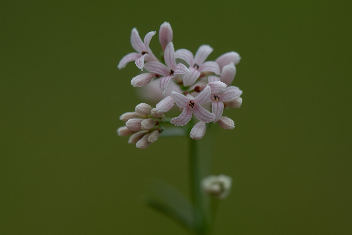 David Plant Photography - Wildlife Photography - Squinancywort - E.jpg - Squinancywort - Bedfordshire