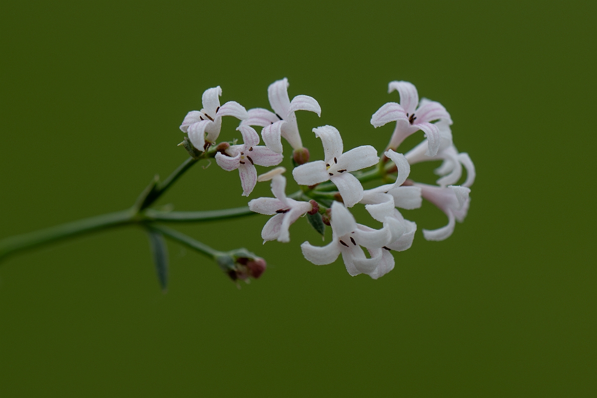 David Plant Photography - Wildlife Photography - Squinancywort - F.jpg - Squinancywort - Bedfordshire