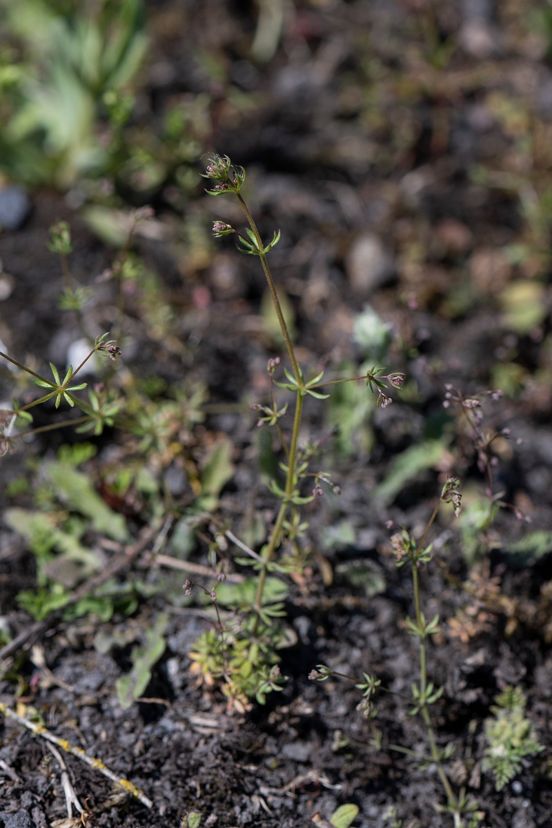 David Plant Photography - Wildlife Photography - Wall bedstraw - B.JPG - Wall bedstraw - Kent