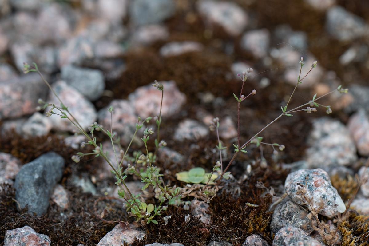 David Plant Photography - Wildlife Photography - Wall bedstraw - D.jpg - Wall bedstraw - Cambridgeshire