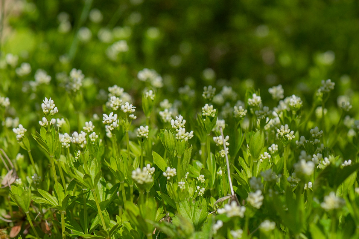 David Plant Photography - Wildlife Photography - Woodruff - C.JPG - Woodruff plants - Cotswolds