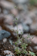 David Plant Photography - Wildlife Photography - Wall bedstraw - E