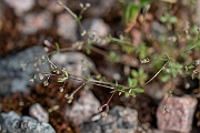 David Plant Photography - Wildlife Photography - Wall bedstraw - F