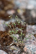 David Plant Photography - Wildlife Photography - Wall bedstraw - G