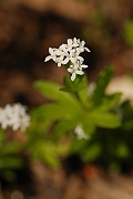 David Plant Photography - Wildlife Photography - Woodruff - A