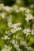 David Plant Photography - Wildlife Photography - Woodruff - B