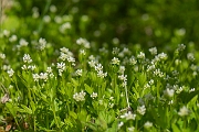 David Plant Photography - Wildlife Photography - Woodruff - C