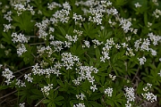 David Plant Photography - Wildlife Photography - Woodruff - D