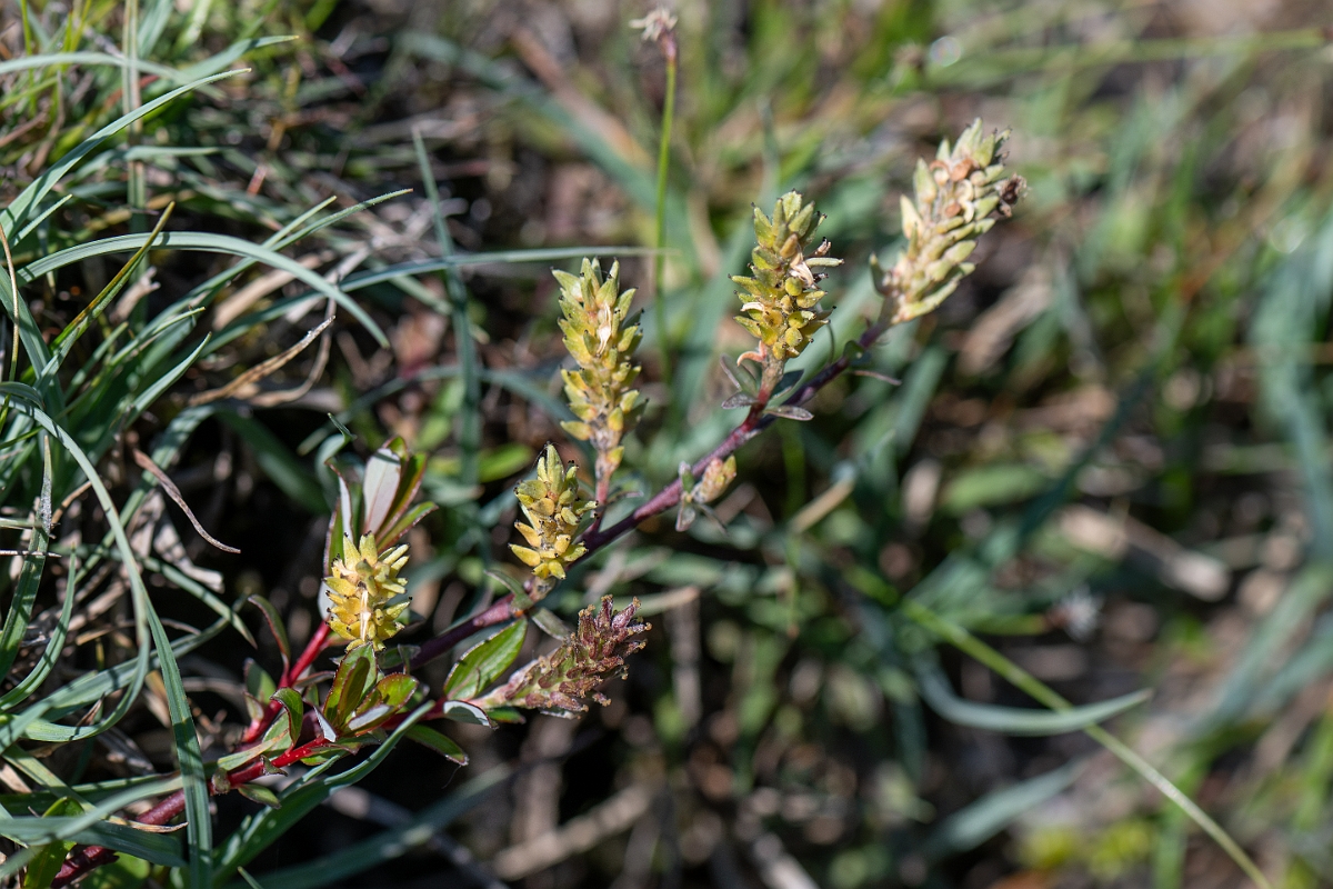 David Plant Photography - Wildlife Photography - Creeping willow - E.jpg - Creeping willow - Hampshire