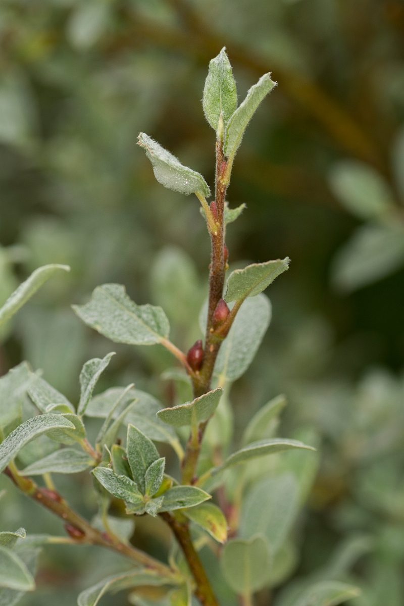 David Plant Photography - Wildlife Photography - Downy willow - C.jpg - Downy willow - Perthshire