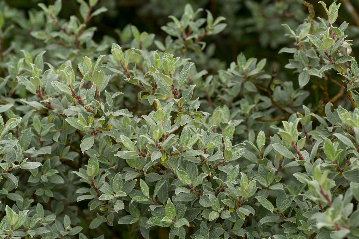 David Plant Photography - Wildlife Photography - Downy willow - E.jpg - Downy willow - Perthshire