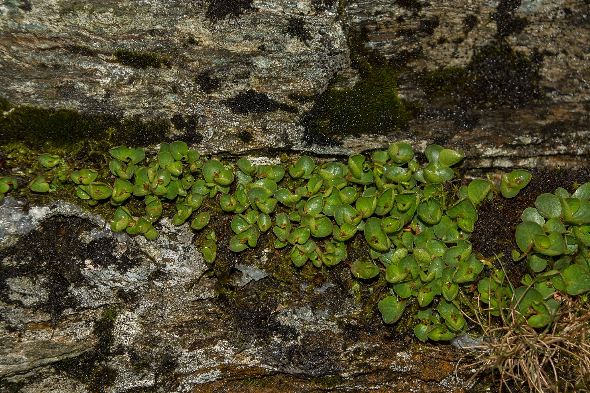 David Plant Photography - Wildlife Photography - Dwarf willow - A.jpg - Dwarf willow - Perthshire