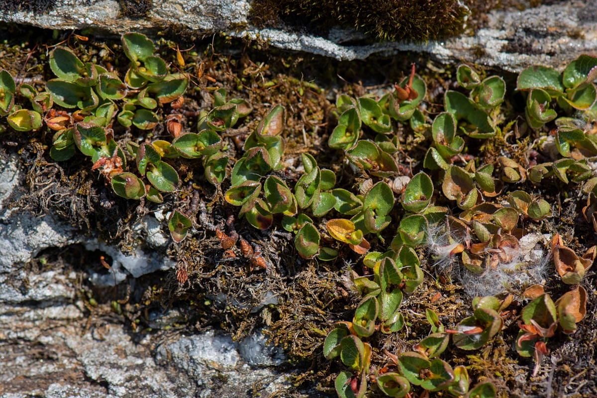 David Plant Photography - Wildlife Photography - Dwarf willow - B.JPG - Dwarf willow - Perthshire