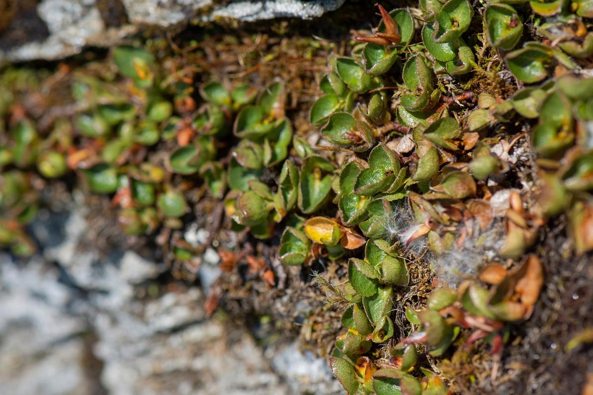 David Plant Photography - Wildlife Photography - Dwarf willow - D.JPG - Dwarf willow - Perthshire