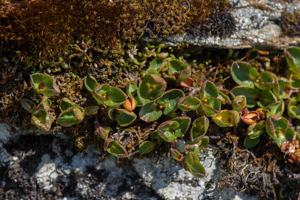 David Plant Photography - Wildlife Photography - Dwarf willow - E.JPG - Dwarf willow - Perthshire