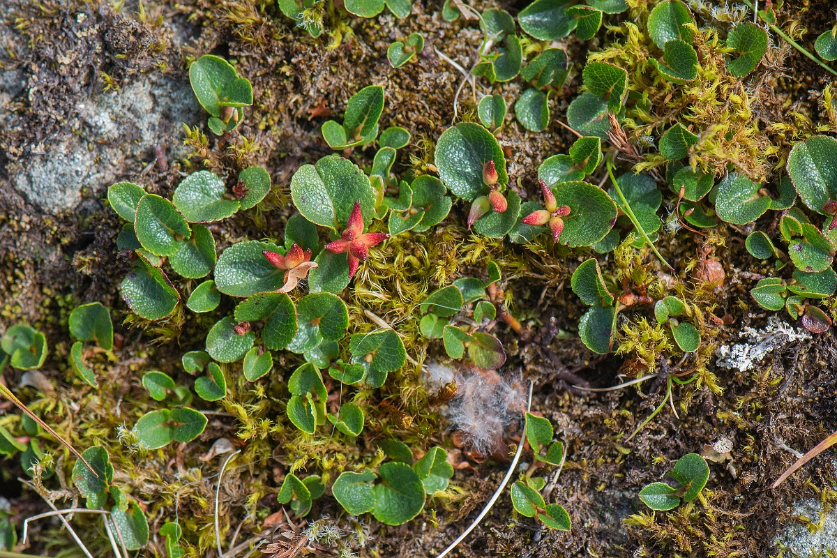 David Plant Photography - Wildlife Photography - Dwarf willow - G.JPG - Dwarf willow - Perthshire