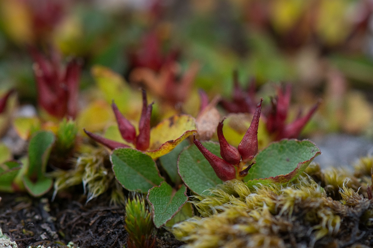 David Plant Photography - Wildlife Photography - Dwarf willow - J.JPG - Dwarf willow - Cairngorms