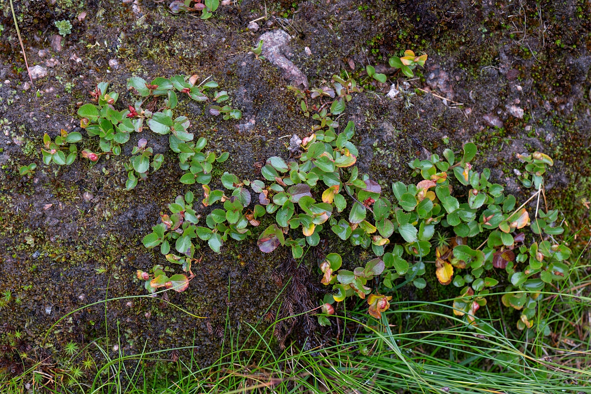 David Plant Photography - Wildlife Photography - Dwarf willow - M.jpg - Dwarf willow - Cairngorms