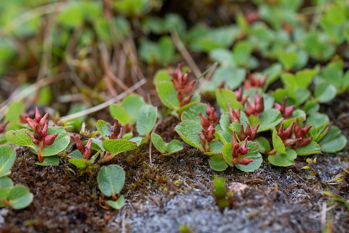 David Plant Photography - Wildlife Photography - Dwarf willow - Q.jpg - Dwarf willow - Cairngorms