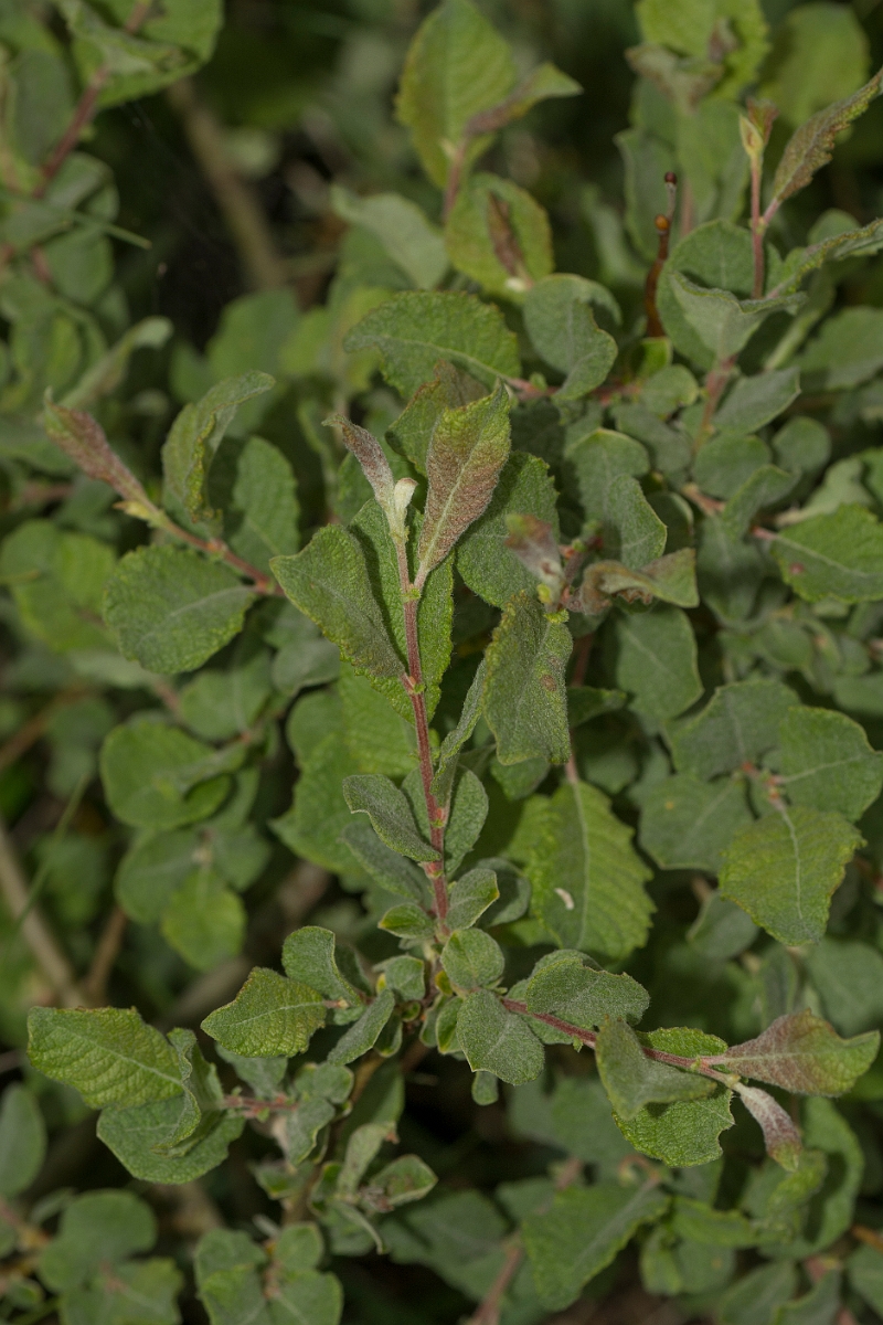 David Plant Photography - Wildlife Photography - Eared willow - A.jpg - Eared willow - Perthshire