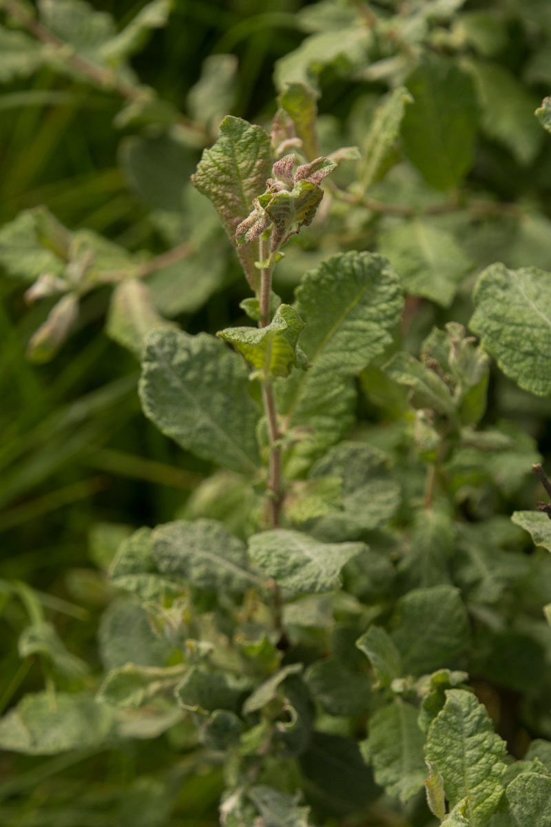 David Plant Photography - Wildlife Photography - Eared willow - F.jpg - Eared willow - Dumfries and Galloway